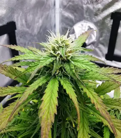Headstone (Big Head Seeds) Cannabis-Samen