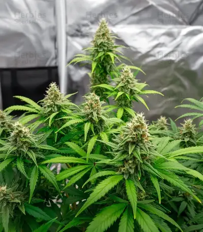 Mind Bender (K.C. Brains Seeds) Cannabis-Samen