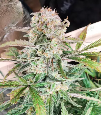 Original Auto Sour Diesel (Fast Buds) Cannabis-Samen