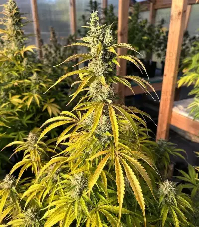 S.T.D (Cream of the Crop Seeds) Cannabis-Samen