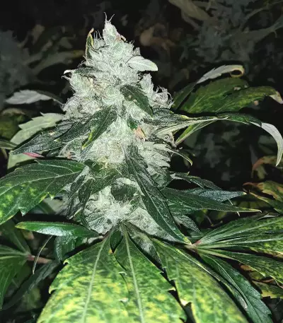 Shogun (RQS) Cannabis-Samen