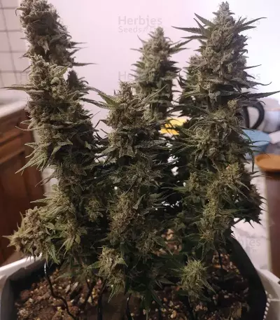 Shogun (RQS) Cannabis-Samen
