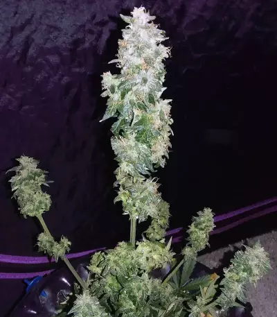 Sweet CBD Auto (Auto Seeds) Cannabis-Samen