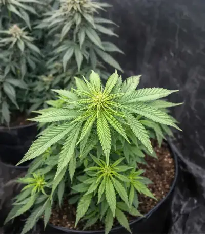 Sweet Critical CBD (00 Seeds)