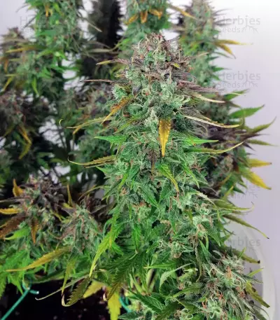 THC Bomb Auto (Bomb Seeds) Cannabis-Samen