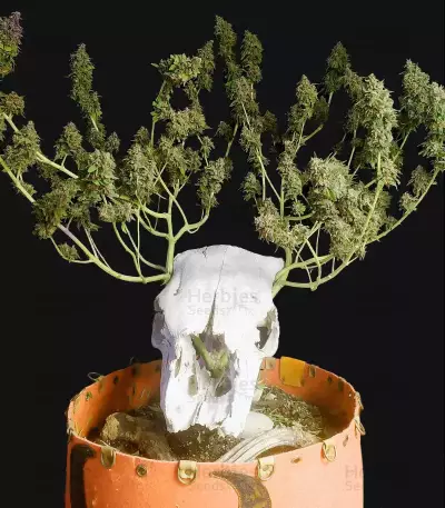 Tropicanna Poison F1 Fast Version feminisiertes Saatgut (Sweet Seeds)