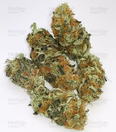 Tropicanna Poison F1 Fast Version feminisiertes Saatgut (Sweet Seeds)