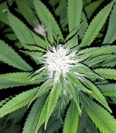 Tropic Punch (Heavyweight Seeds) Cannabis-Samen