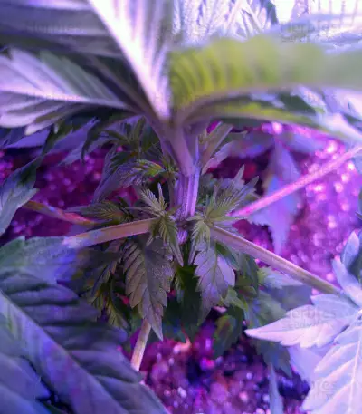 Psychofruit Auto (Cream of the Crop Seeds) Cannabis-Samen