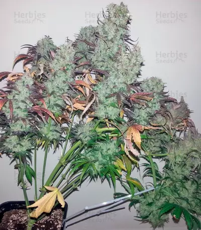 Strawberry Cough (Dutch Passion) Cannabis-Samen