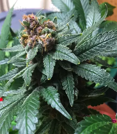 Ayahuasca Purple (Barney's Farm) Cannabis-Samen