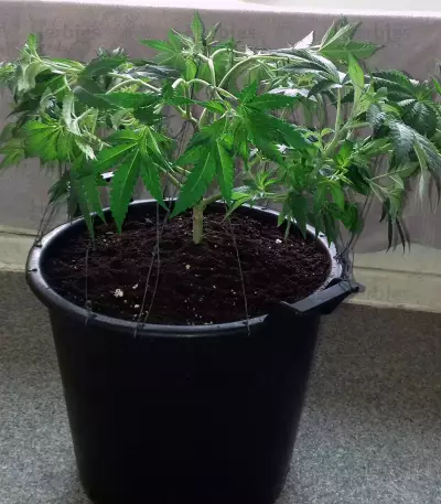 Alien Gorilla (Big Head Seeds) Cannabis-Samen