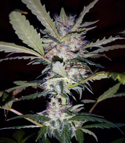 Auto Blueberry Ghost OG strain
