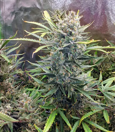 Auto Do-Si-Dos Cookies (00 Seeds) Cannabis-Samen