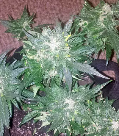 Auto Purple Gorilla (Short Stuff Seeds) Cannabis-Samen