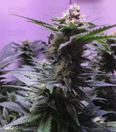 Big Bud XXL (Ministry Of Cannabis) Cannabis-Samen