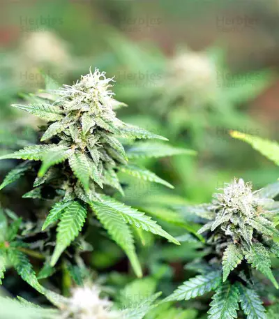Black Destroyer (Original Sensible Seeds) Cannabis-Samen