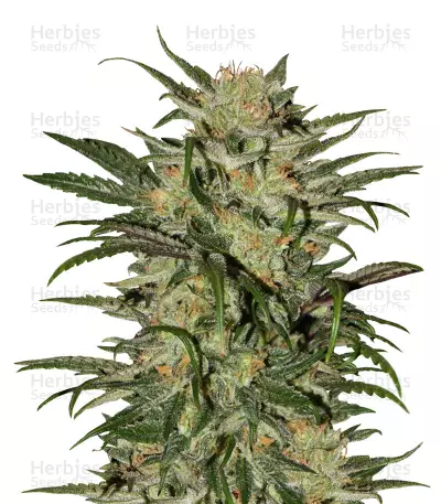 Blue Dream CBD (Humboldt Seeds) Cannabis-Samen