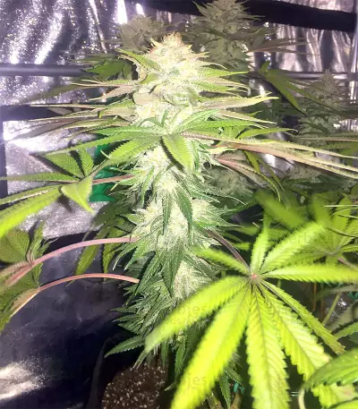 Bubble Bomb (Bomb Seeds) Cannabis-Samen