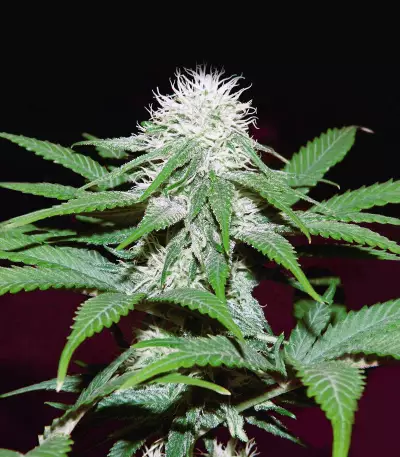 Critical Mass Regular (Mr. Nice Seedbank) Cannabis-Samen