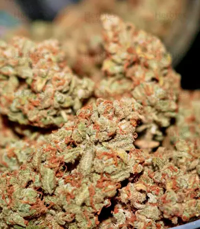 Gorilla Z Auto feminisiertes Saatgut (Barney's Farm)