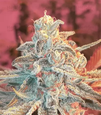 Grizzly Purple Kush (BlimBurn Seeds) Cannabis-Samen
