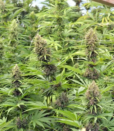 Malawi x PCK (Ace Seeds) Cannabis-Samen
