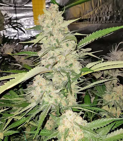 Mangobiche Kush Regular (CannaBioGen) Cannabis-Samen