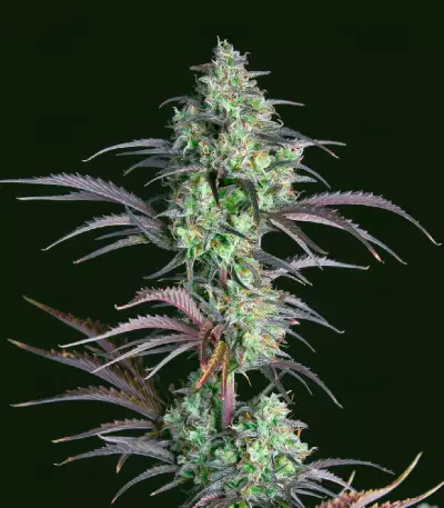 Mimosa Cake Auto feminisierte Samen (Fast Buds)