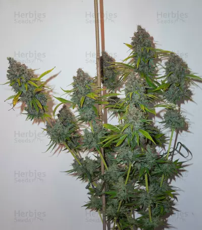 Moonshine’s Ghost Train Haze (Rare Dankness Seeds) Cannabis-Samen