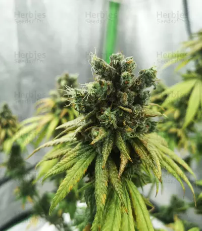 NYC Diesel (Zambeza Seeds) Cannabis-Samen