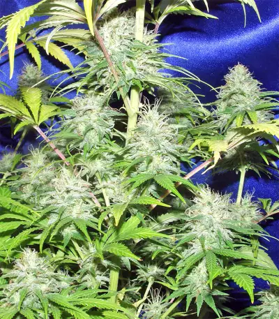 Nepal Jam regular (Ace Seeds) Cannabis-Samen