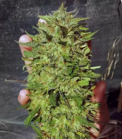 OGKZ (Humboldt Seeds Organization) Cannabis-Samen