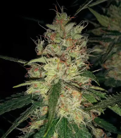 Pineapple Haze Regular (Barney's Farm) Cannabis-Samen