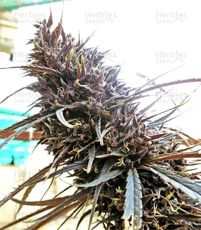 Purple Haze x Malawi Regular (Ace Seeds) Cannabis-Samen