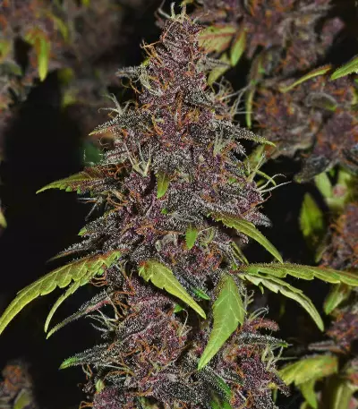 Purple Lemonade Auto feminisierte Samen (Fast Buds)