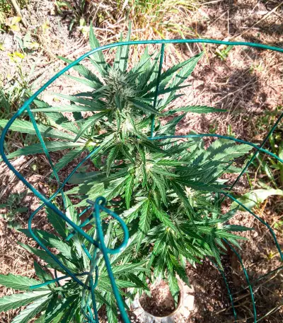 Santa Marta Haze Autoflower (Seedstockers) Cannabis-Samen