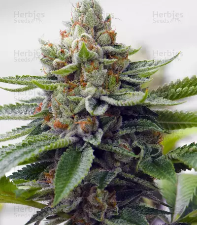 Skywalka Ghost Kush (Big Head Seeds) Cannabis-Samen