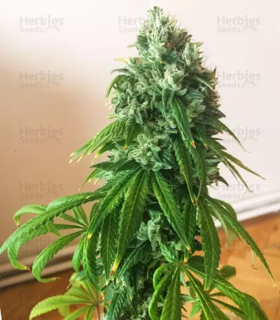 Sour Kush (Reserva Privada) Cannabis-Samen