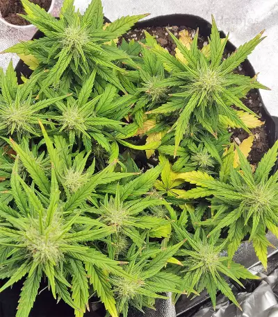 Strawberry Gum (Advanced Seeds) Cannabis-Samen
