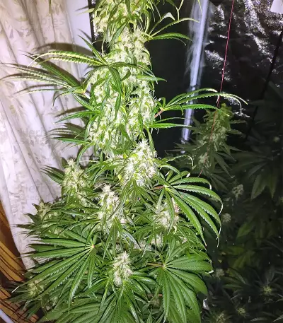 Tikal (Ace Seeds) Cannabis-Samen