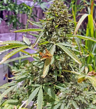 Voyager (Flying Dutchmen) Cannabis-Samen