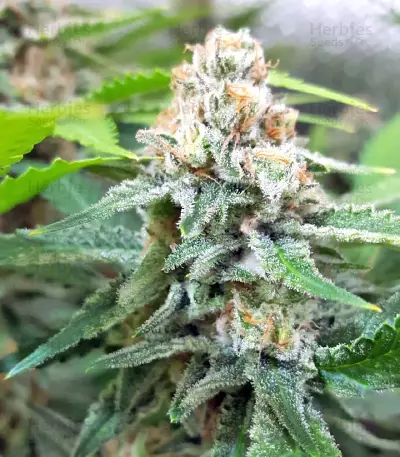 White Critical (White Widow +) (Original Sensible Seeds) Cannabis-Samen