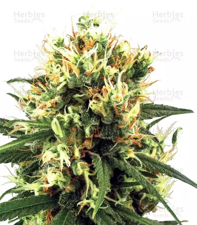 White Haze Automatic (White Label) Cannabis-Samen