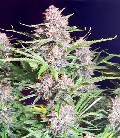 Bruce Banner Autoflower feminisierte Samen (Seedkeepers)