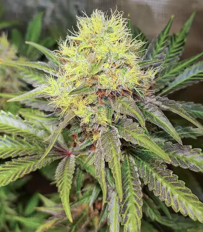 Bruce Banner # feminisierte Samen (AlphaFem Seeds)