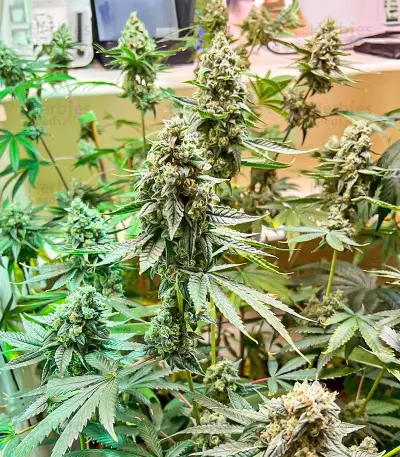 Hero Cookies feminisierte Samen (AlphaFem Seeds)