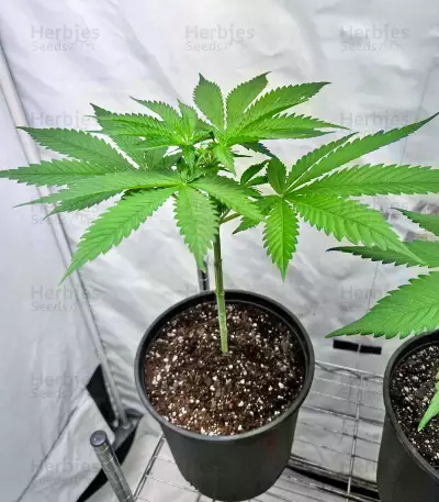 Lord Kush feminisierte Samen (Delicious Seeds)