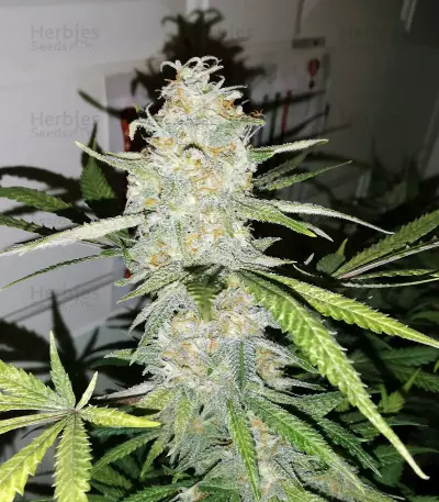 Maple Sherbet (Seedstockers) Cannabis-Samen