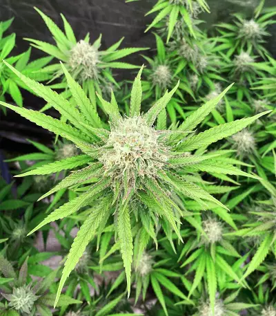 Medical Buddha (Kera Seeds) Cannabis-Samen